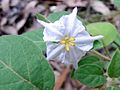 Furry Nightshade.