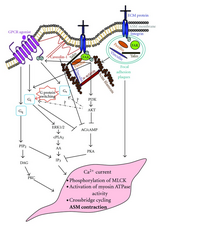 Proposed downstream interactions between integrin signaling and GPCRs. Integrins are shown elevating Ca and phosphorylating FAK, which is weakening GPCR signaling. GPCR and itegrin signaling diagram.png