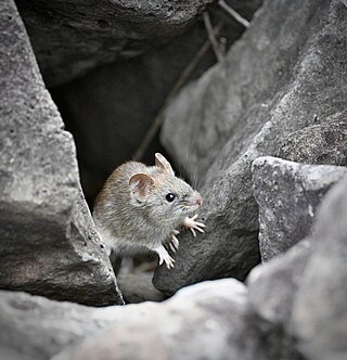 <i>Aegialomys galapagoensis</i> Species of rodent