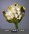 Flower head with fruits