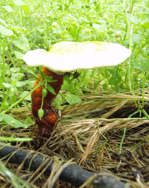 File:Ganoderma lucidum-02.jpg