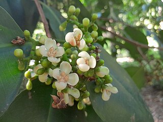 <i>Garcinia warrenii</i> Fruit tree