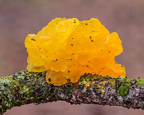 Yellow fungus (Tremela mesenterica) on dead branch.