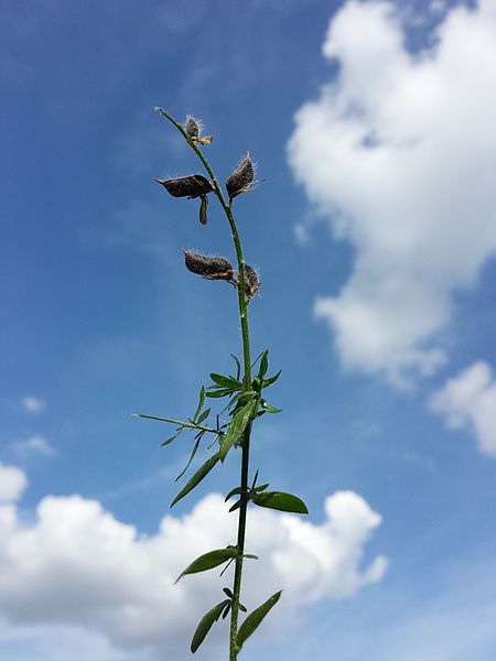 File:Genista germanica sl19.jpg