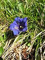 stemless gentian (Gentiana acaulis)