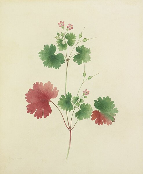 File:Geranium by Lydia Penrose.jpg