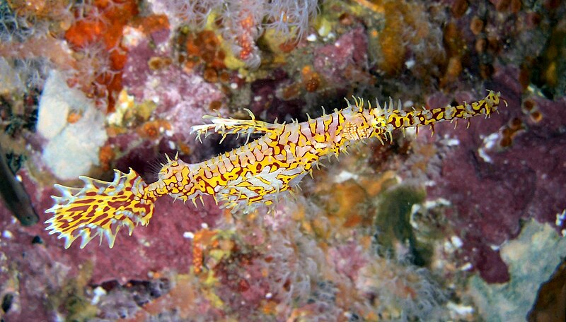 File:Ghost Pipefish Richelieu Rock.jpg