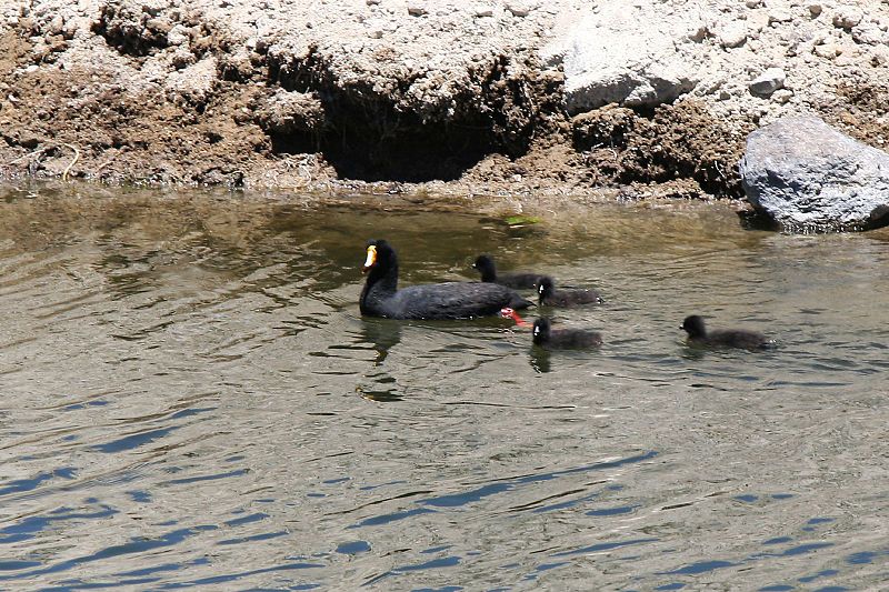 File:Giant Coot (408046403).jpg