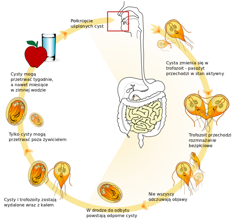 giardia lamblia life cycle