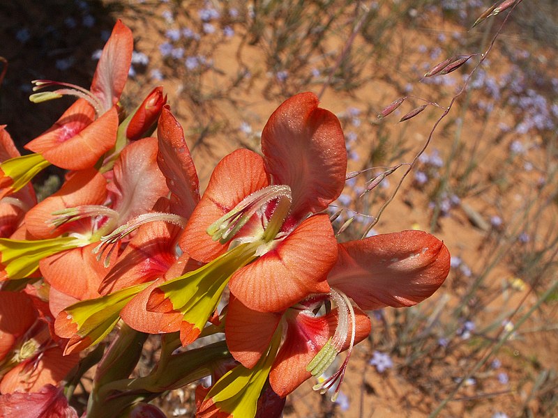 File:Gladiolus alatus nah.JPG