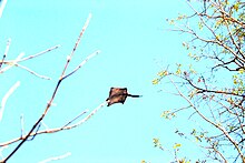 A southern flying squirrel (Glaucomys volans) gliding Gliding flying squirrel.jpg