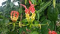 Gloriosa superba (flame lily)