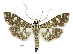 Glyphodes onychinalis male.jpg