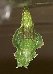 Pupa of a captive-raised E. d. angulata