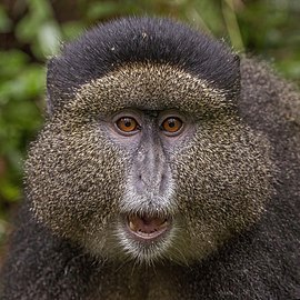 Golden monkey Cercopithecus kandti