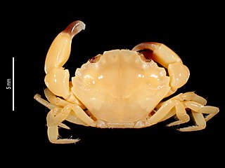 <i>Gonopanope</i> Genus of crabs