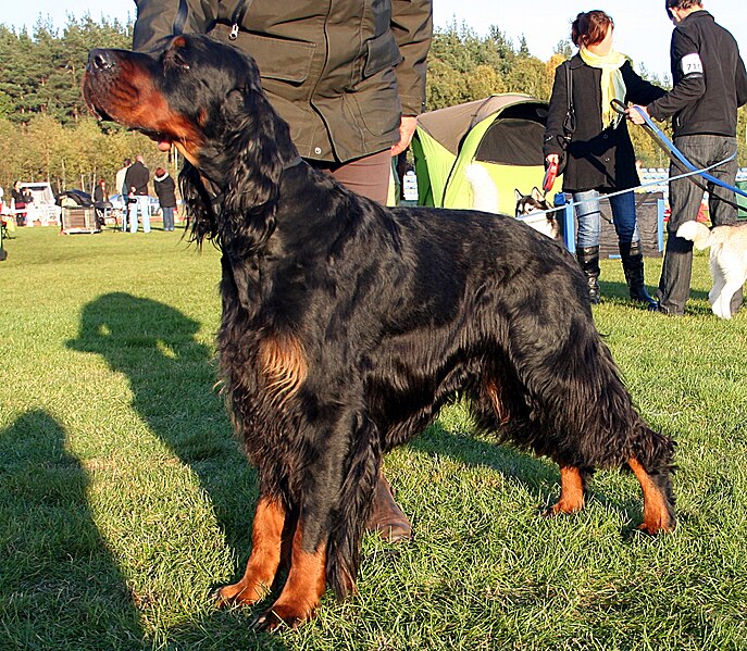 File:Gordon Setter 16.10.2011 6pl.jpg