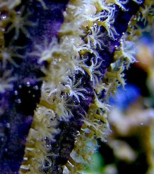 Purple sea whip gorgonian Gorgonian.Mgiangrasso.jpg