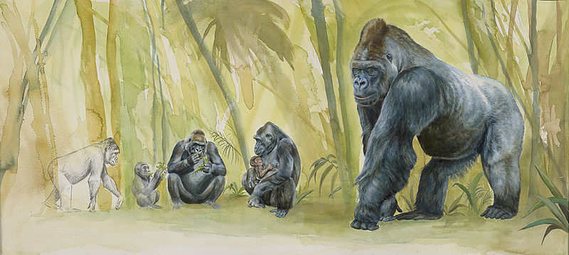 File:Gorila de llanura occidental. Gorilla gorilla - Blanca Martí de Ahumada.jpg