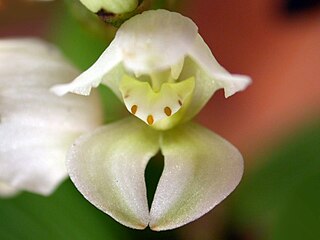 <i>Govenia utriculata</i> Species of orchid