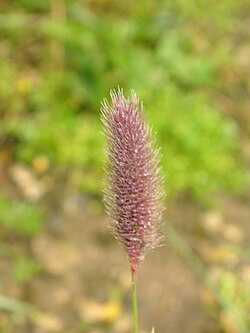 Phleum rhaeticum