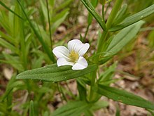 Gratiole officinale dans la réserve naturelle de la Plaine des Maures 09.JPG