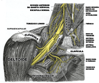 Extremidade Superior