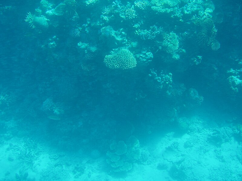 File:Great Barrier Reef (GBR) 33.jpg