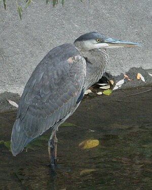 Great Blue Heron (Ardea herodias)