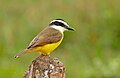 Pitangus sulphuratus maximiliani en el Pantanal, Poconé, Mato Grosso, Brasil.