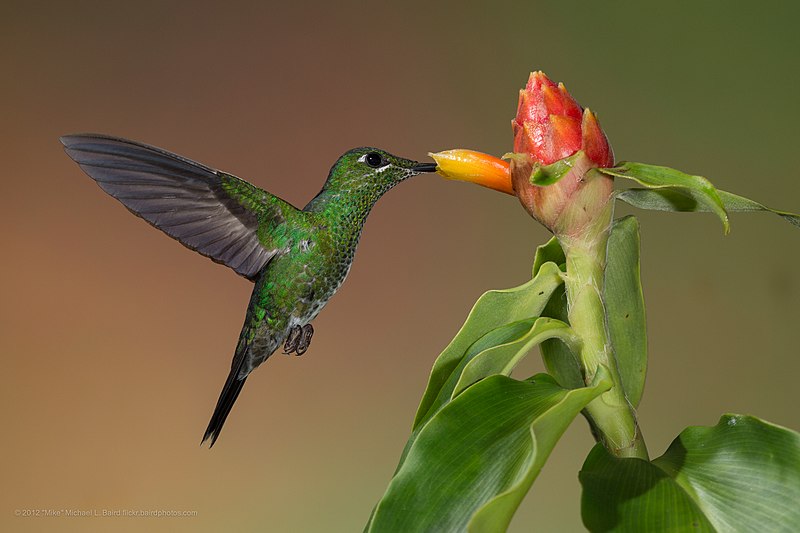 File:Green-crowned Brilliant (Heliodoxa jacula) (7238977646).jpg