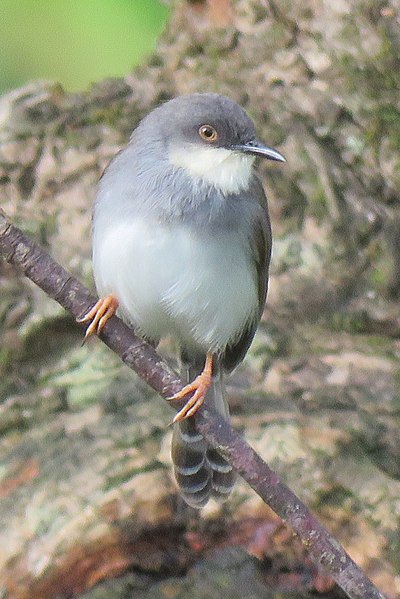 File:Grey-breasted prinia IMG 8837 (cropped).jpg