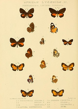 <i>Liptena helena</i> Species of butterfly