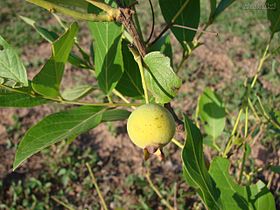 Fruto de guabiroba