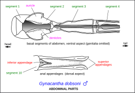 Gynacantha dobsoni 0317.svg