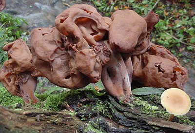 Gyromitra infula31.JPG