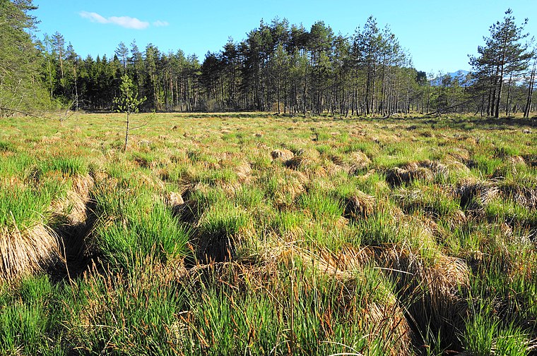 Höflein-Moor