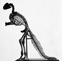 Benjamin Waterhouse Hawkins' mounted Hadrosaurus, the first mounted dinosaur skeleton in the world. Hadrosaurus mount.jpg