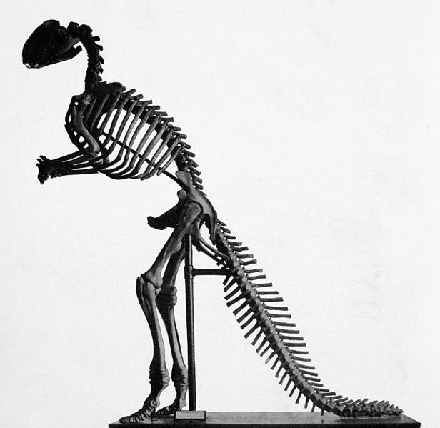 File:Hadrosaurus mount.jpg