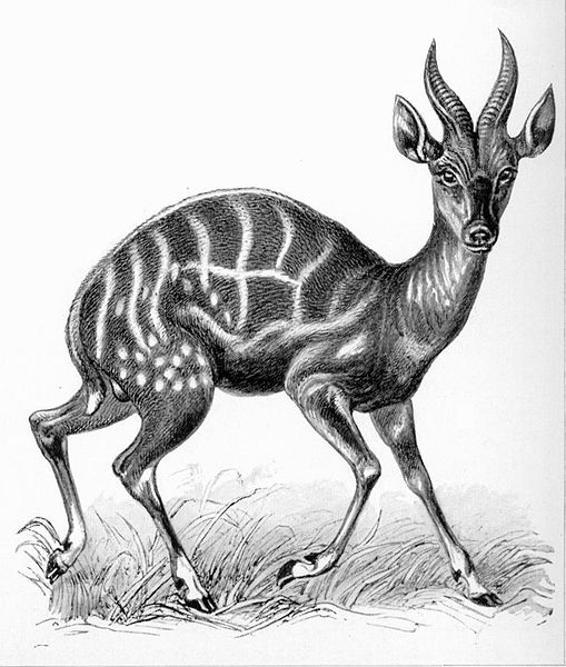 File:Haeckel Antilopina - Tragelaphus scriptus.jpg