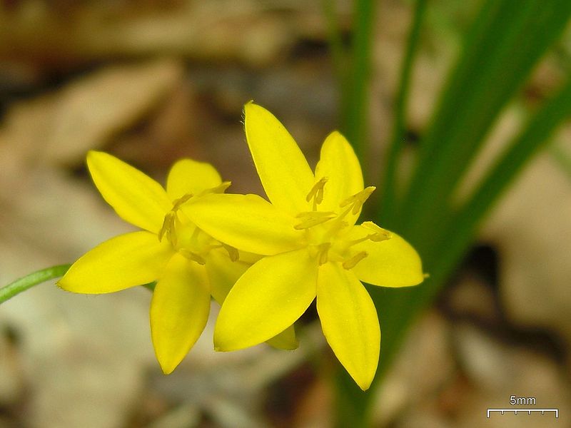 TÌNH YÊU CÂY CỎ ĐV 6 - Page 11 800px-Hairy_Yellow_Star_Grass_%284752131261%29