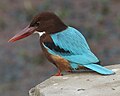 White-throated Kingfisher (Halcyon smyrnensis), Singapore Botanic Gardens, Singapore