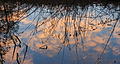 * Nomination Partially cloudy skies reflected at sunrise with layer of ice covered Jonker Sloot. Location, The Famberhorst (Netherlands). --Famberhorst 18:01, 25 February 2016 (UTC) * Promotion Good quality. --Johann Jaritz 03:07, 26 February 2016 (UTC)
