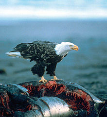 A bald eagle on a whale carcass. Haliaeetus leucocephalus-whale-USFWS.jpg
