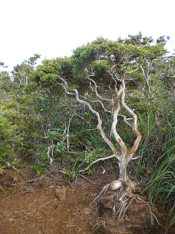 A tree growing in the dwarf forest of Mount Hamiguitan