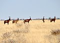 Commons:Hartebeest