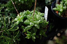 Haworthia turgida var.椿 .jpg