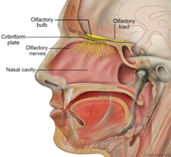 Olfactory Nerv Labeled.png rahbari