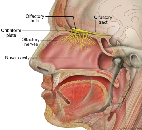 Head Olfactory Nerve Labeled.png
