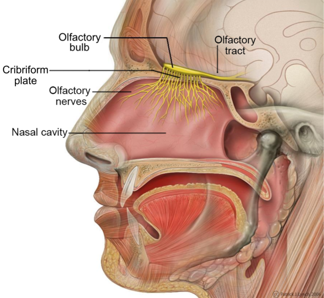 پرونده:Head Olfactory Nerve Labeled.png
